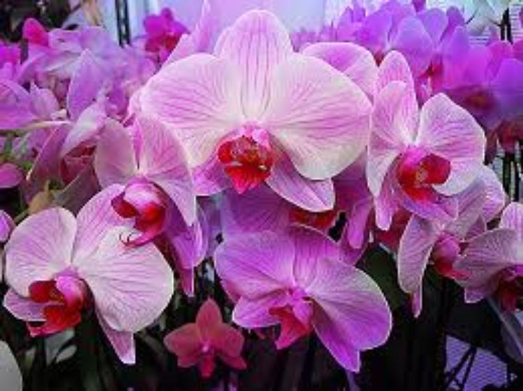 Fiera dei fiori a Monticelli dal 15 al 17 maggio
