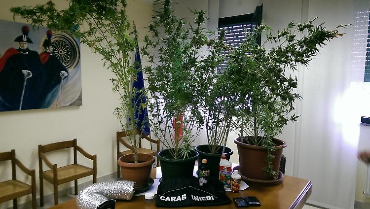 Denunciati per coltivazione di marijuana