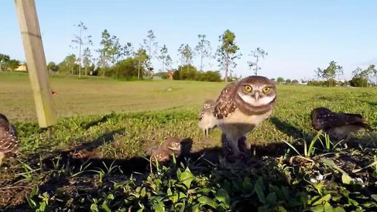 Tre civette sul prato: la reazione alla webcam