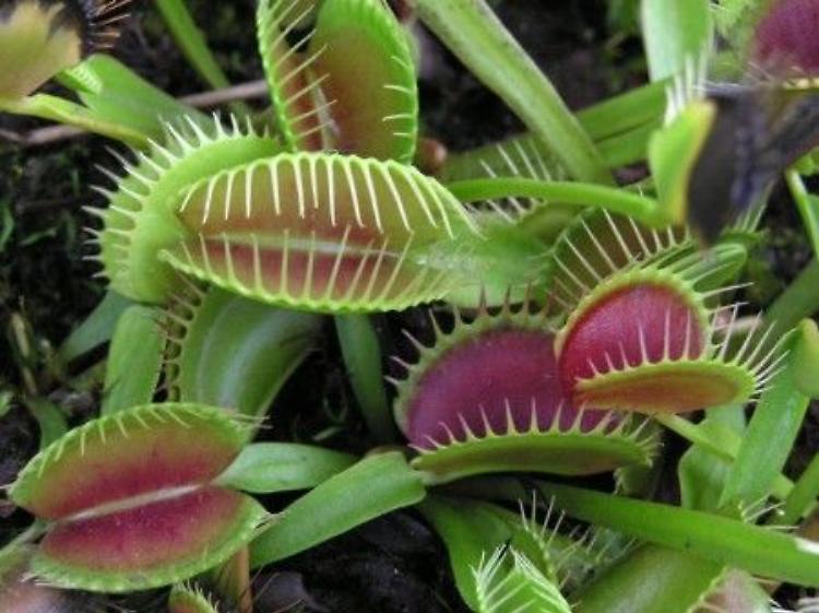Le piante carnivore: mostra e buffet “carnivoro” venerdì  