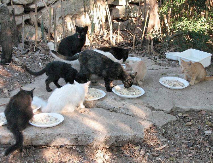 Avvelenati quattro gatti: 'Chi ha visto o sa qualcosa parli'