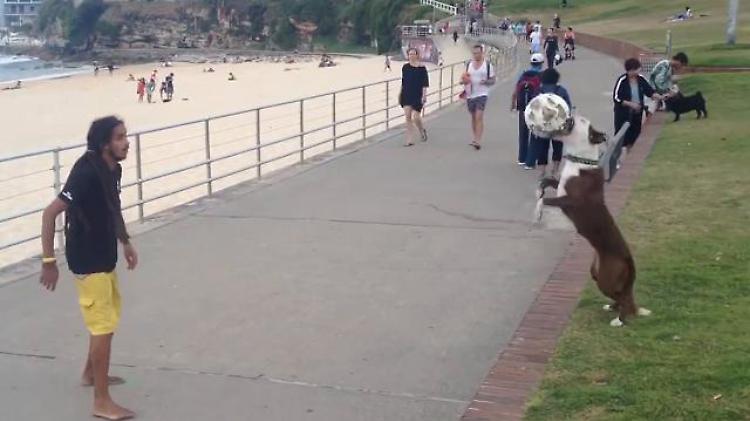 Il cane palleggia con il padrone: show sulla spiaggia di Sydney