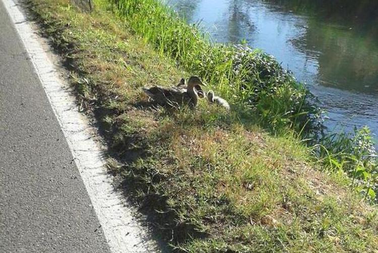 Spariti quattro anatroccoli, 'giallo' sulla roggia Rivoltana