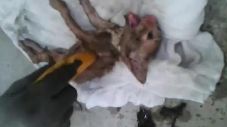 Gattino in fin di vita: il massaggio cardiaco dei pompieri lo salva