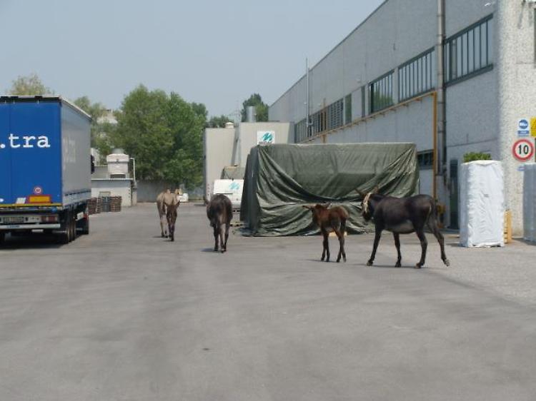 Asini in fuga, entrano in azienda