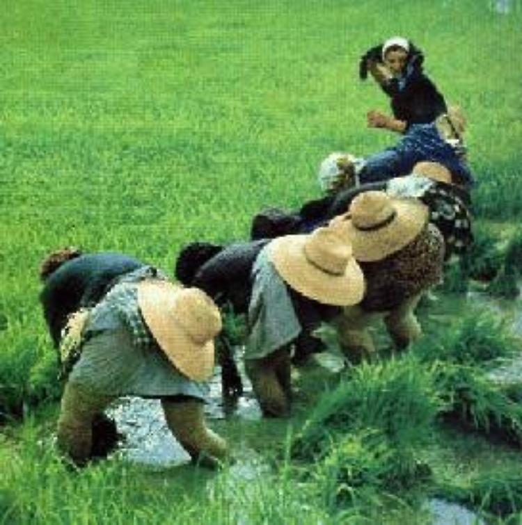 S. Bassano, canti delle mondine  e risottata giovedì