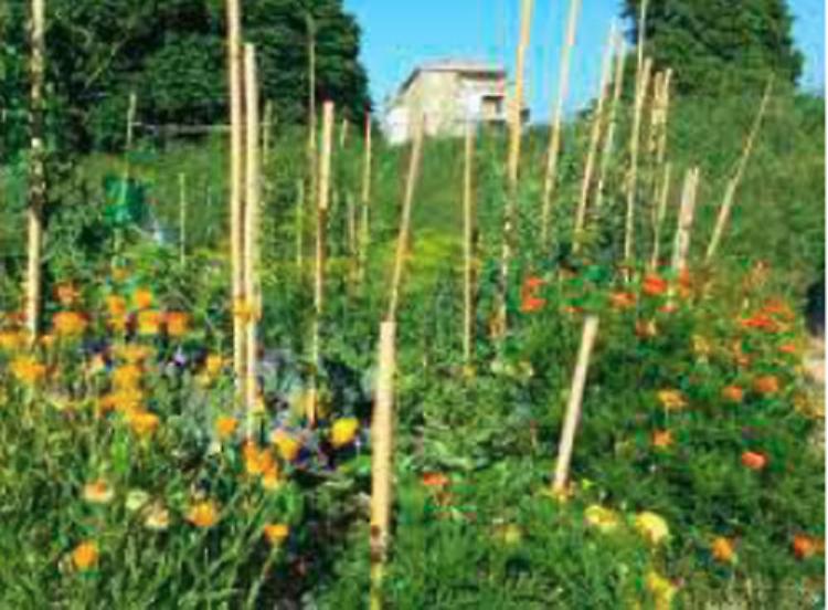 Gli orti urbani chiave giusta per valorizzare la terra