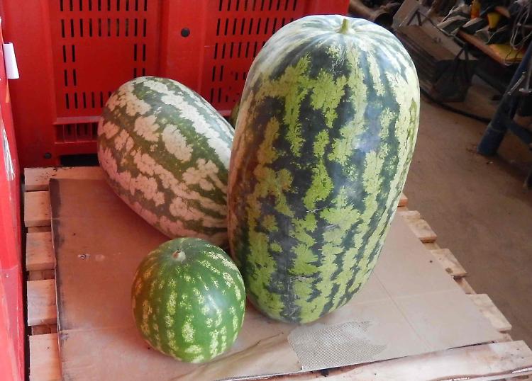 Anguria gigante da 57 chili