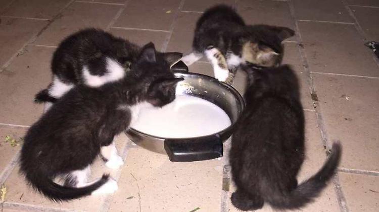 Gatti, record di abbandoni