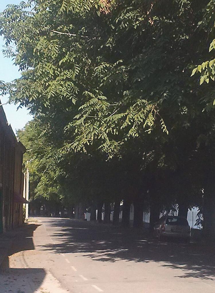 Alberi non potati, protesta ‘San Matteo come la giungla’