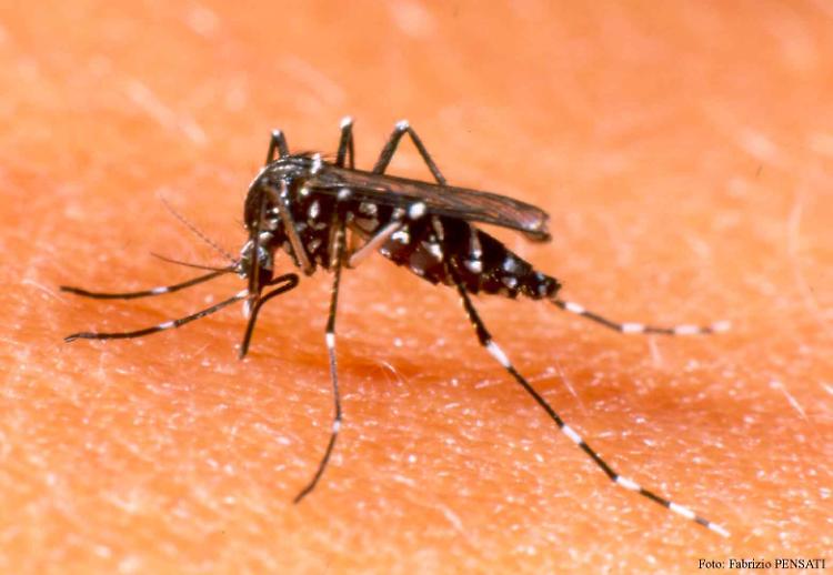 ll West Nile Virus  riscontrato in un pool di zanzare nel territorio