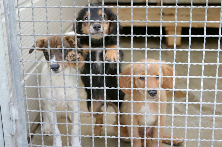 Canile, ricorso al Tar: "L'Amministrazione Comunale è fiduciosa"