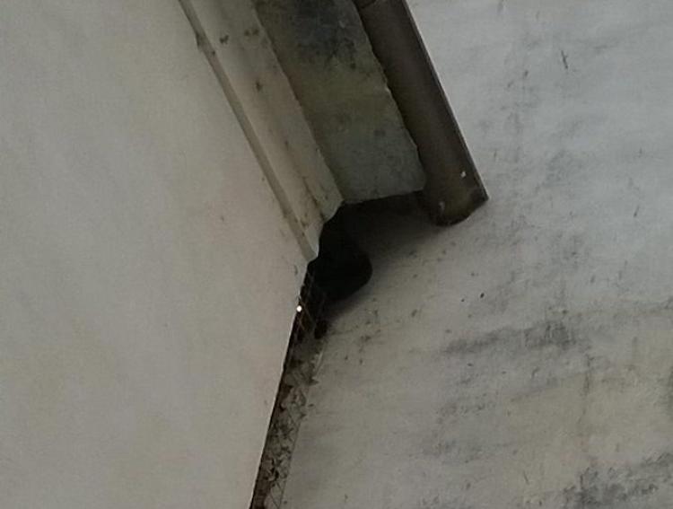 Gattina intrappolata nel sottotetto, pompieri mobilitati: salvata