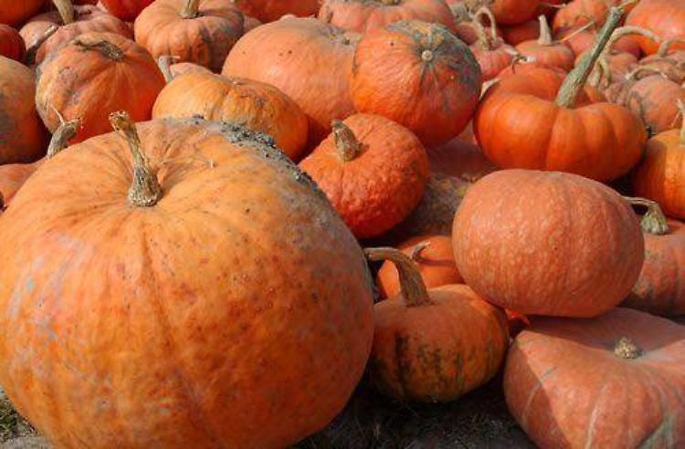 ‘Sagra della zucca’ a Caorso dal 28 al 31 agosto