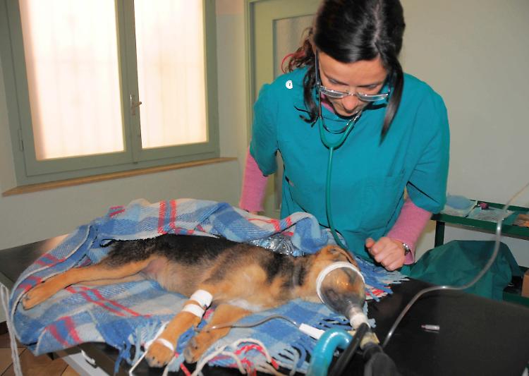 Cani avvelenati, autopsia: il mistero si infittisce