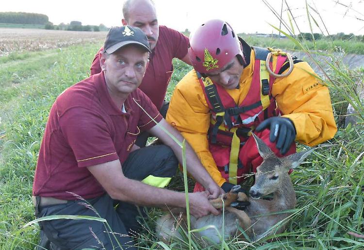 Agoiolo, daino cade in un fossopompieri e cittadini lo salvano