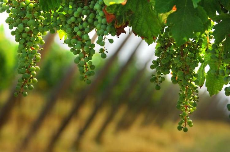 Festival Franciacorta in Cantina, sabato 19 e domenica 20 settembre 