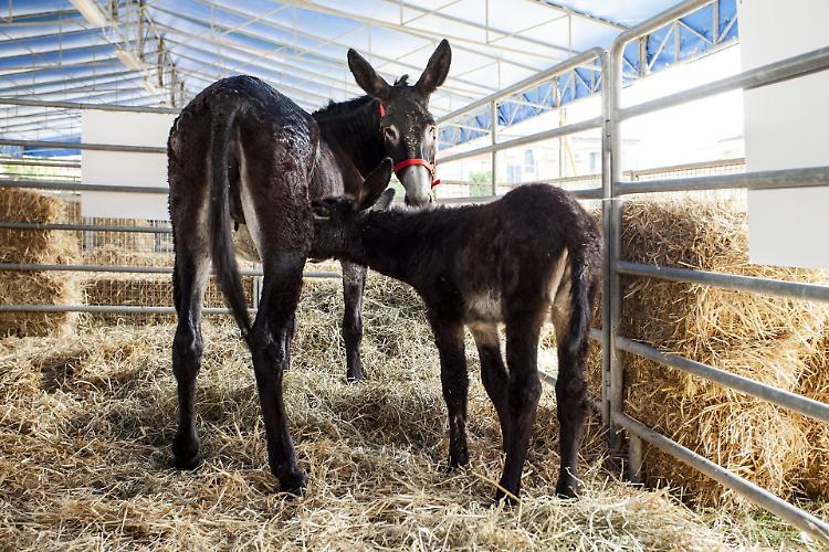 Piante e Animali Perduti a Guastalla (RE) sabato e domenica