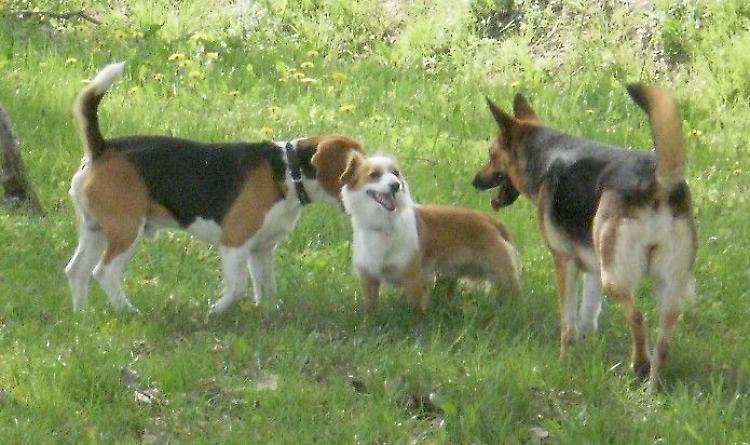Allarme bocconi avvelenati, due cani salvati in extremis