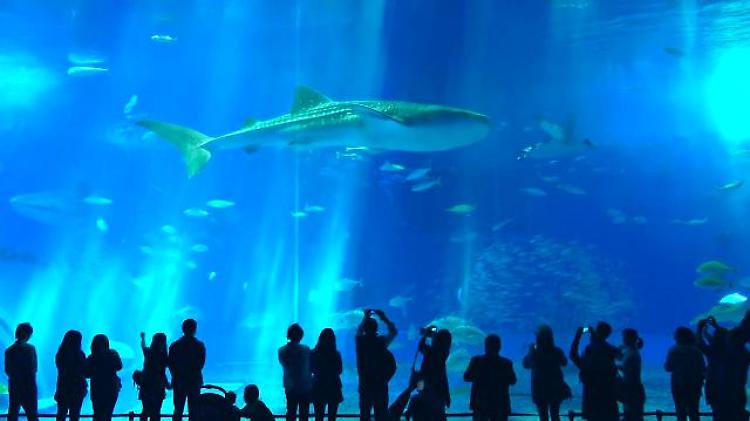 Il parco divertimenti dove si possono vedere gli uomini come in uno zoo