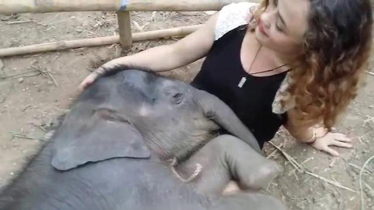 Thailandia, buonanotte elefantino: il cucciolo si addormenta con la ninna nanna