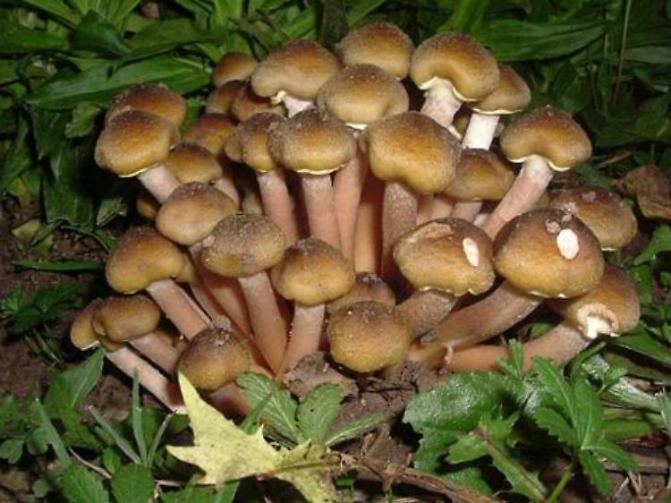 Sagra del fungo chiodino a Dello (BS)