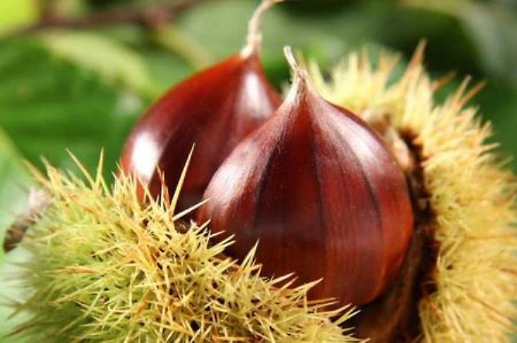 LA RICETTA. Castagnaccio, mele e profumo di arancia 