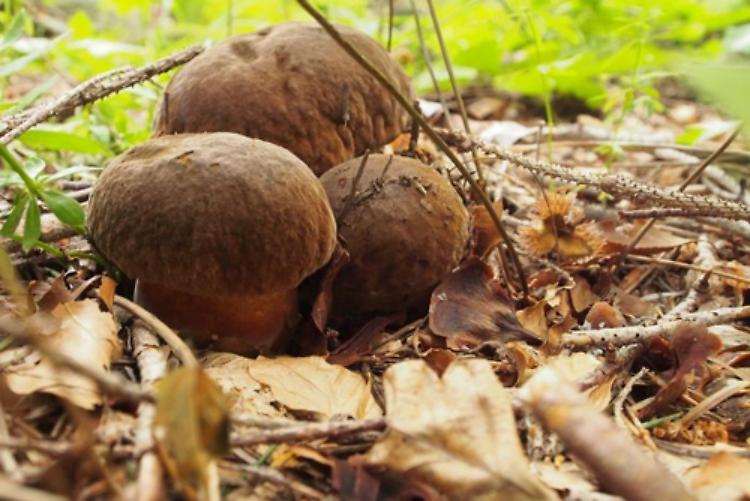 Sagra del Fungo a Castelverde domenica 
