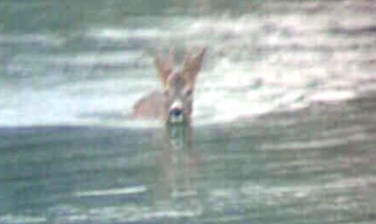 Capriolo guada il fiume Po