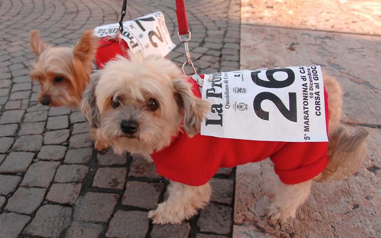 Maratonina: si corre con il cane