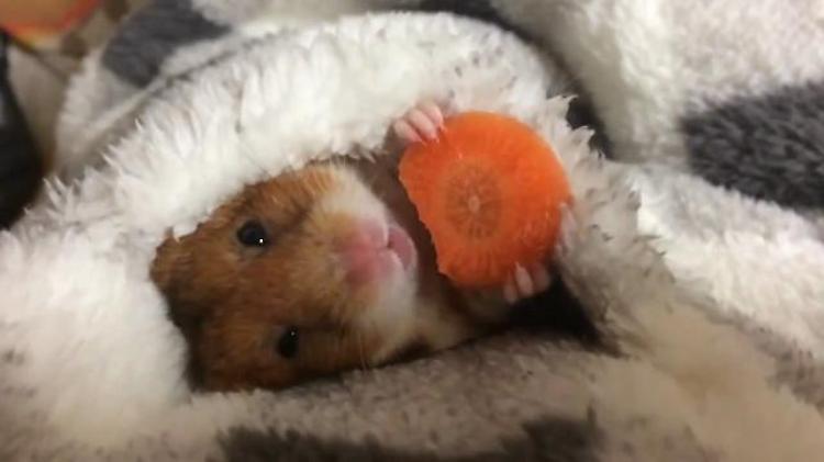 Il criceto e la carota, l'estasi sotto le coperte