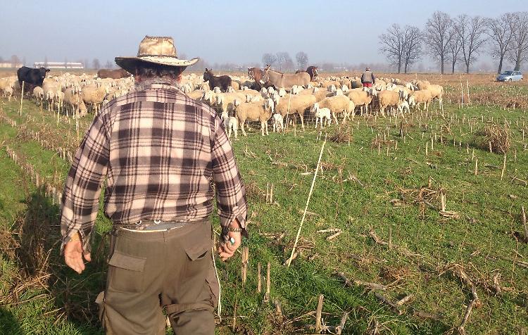 Natale amaro, pastori derubati: via 200 tra pecore e capre