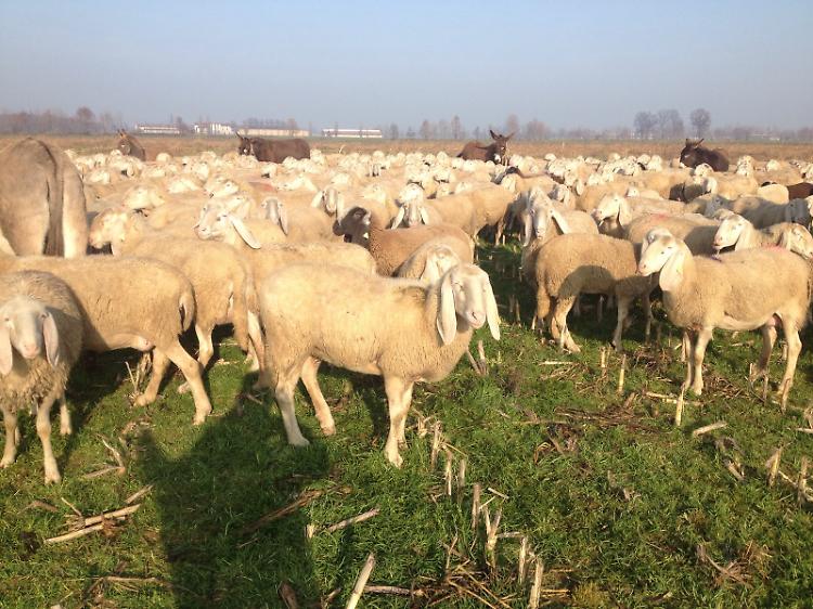 Vuole comprare una pecora, ma viene preso a bastonate dal pastore 