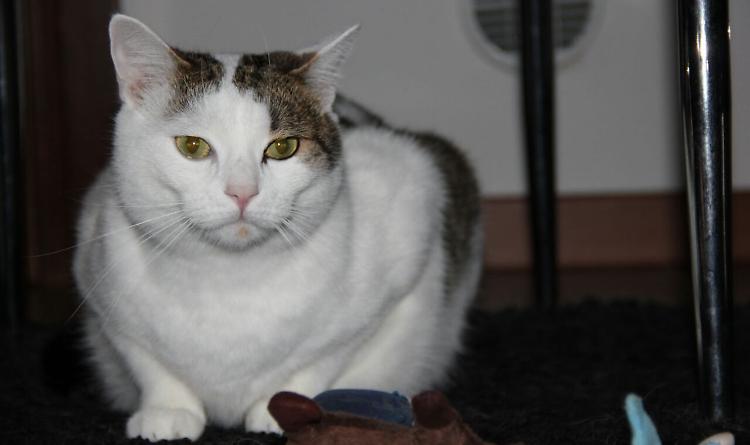 'Il gatto è morto per i botti'
