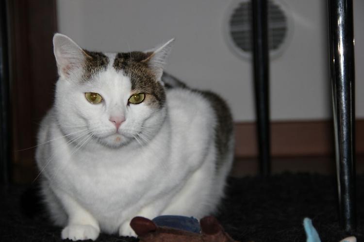 Botti, il micio morto divide la rete