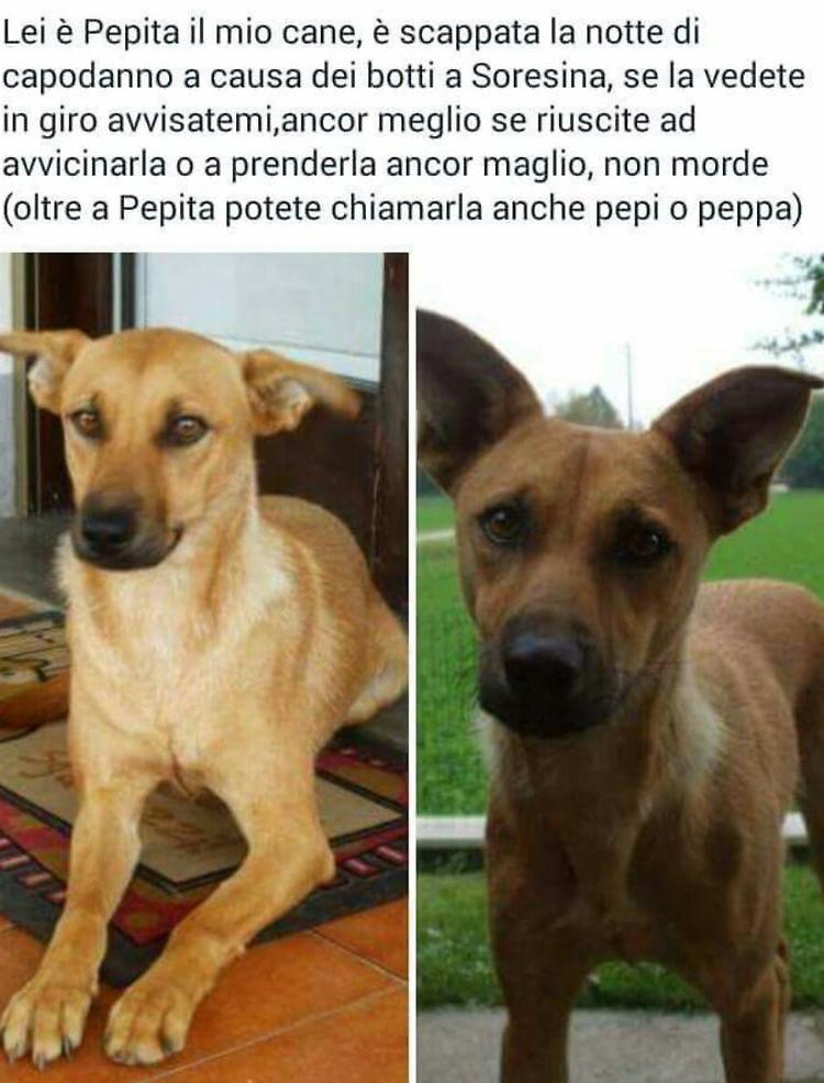 Terrorizzata dai botti’cagnetta in fuga, appello su Fb