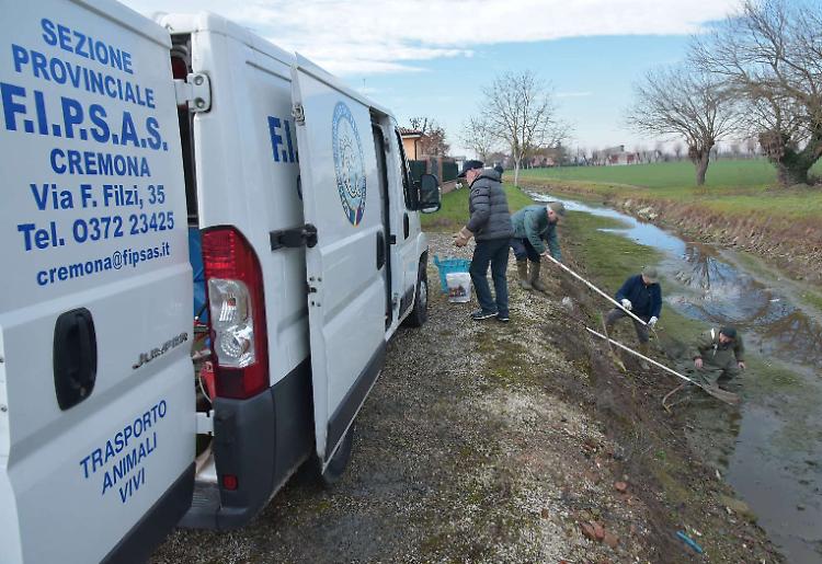 Evitata una strage di carpe