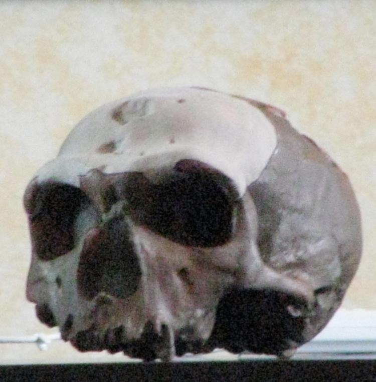 E' ufficiale, Paus è un Neanderthal