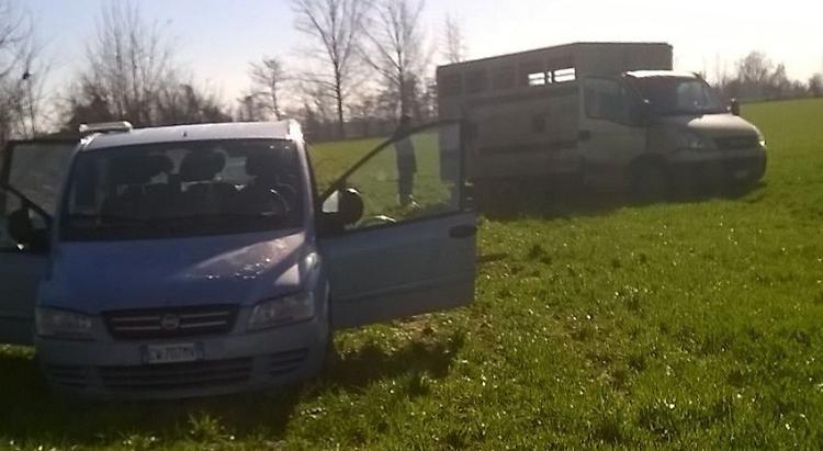 Ladri di bestiame impantanati