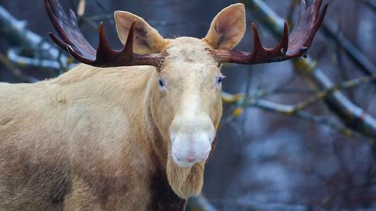 Un anno con l'alce bianco, alla scoperta del raro animale