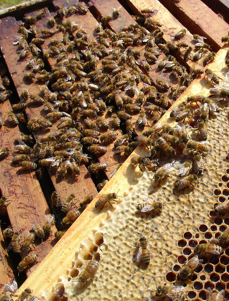 Dal veleno delle api una cura contro il tumore al seno