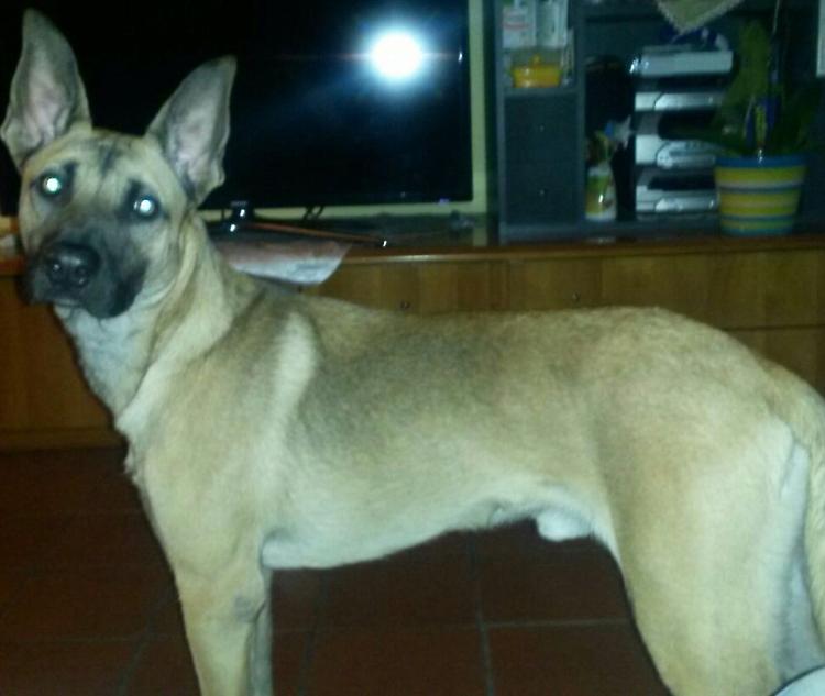 Fuggito dai ladri, appello per Zeus