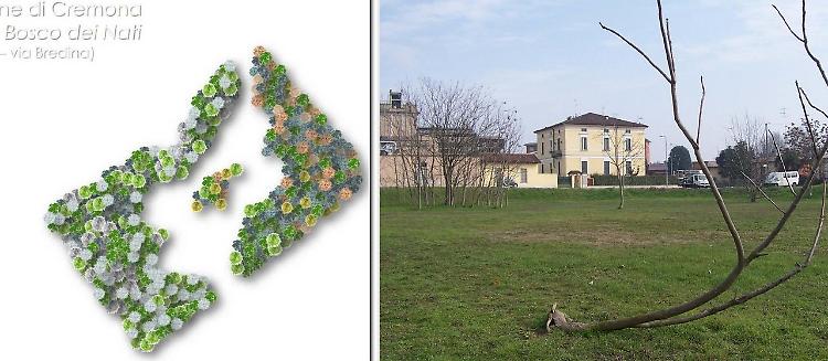 Il bosco dei nuovi nati