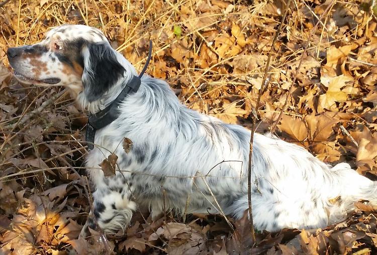 Cani uccisi dal veleno