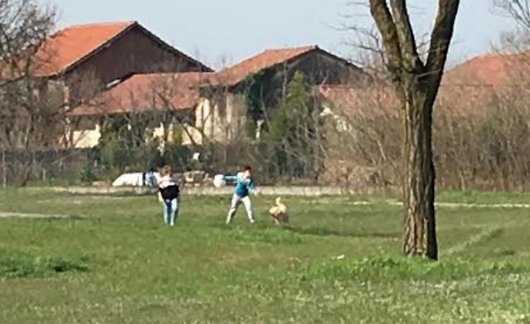 Cani e padroni, è giro di vite