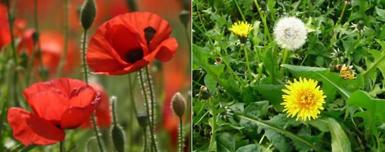 Come riconoscere le piante commestibili