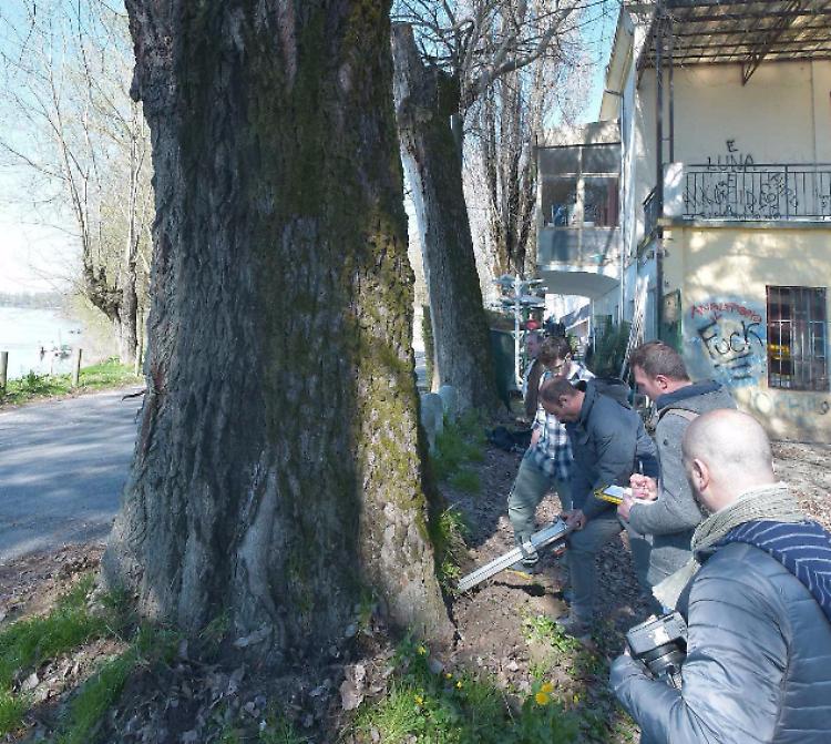 Pioppi secolari, rischi e speranze