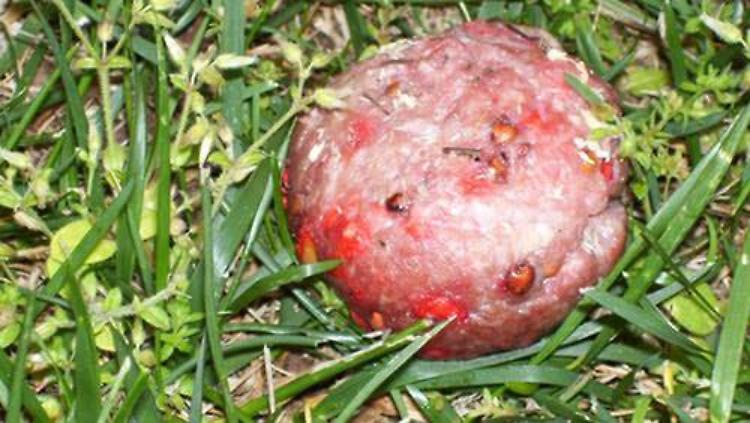 Allarme polpette avvelenate