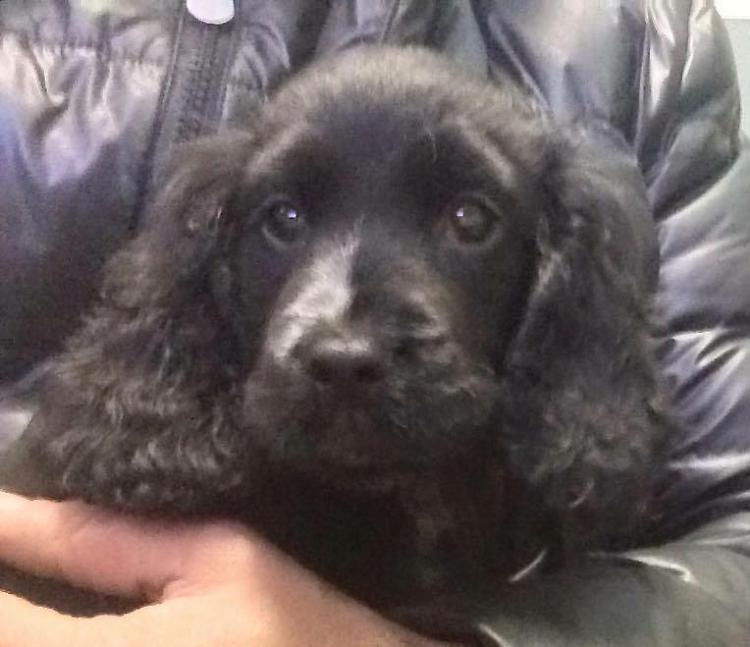 Un cuore nuovo per Doroty, gara solidale per la cagnolina