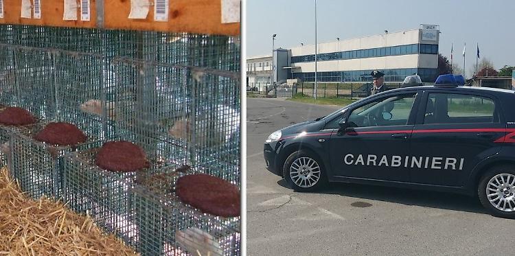 Quattro attivisti animalisti denunciati